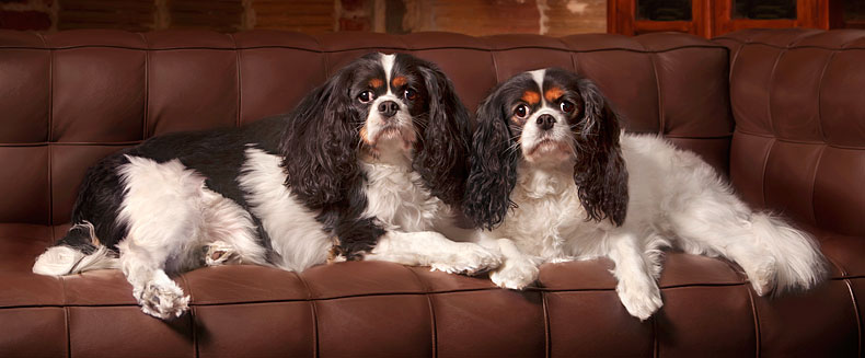 Cavaliers on couch, DC dog photographer