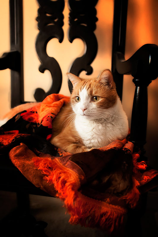 cat photography, feline, portrait