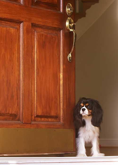 Dog photography, canine, portrait